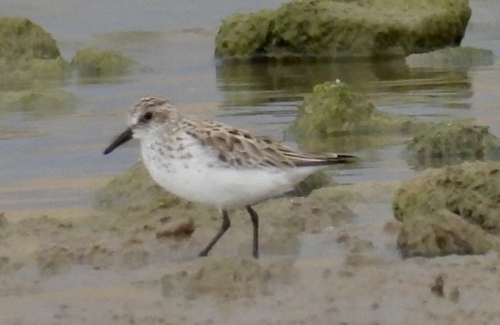 Semipalmated Sandpiper - Christopher Daniels