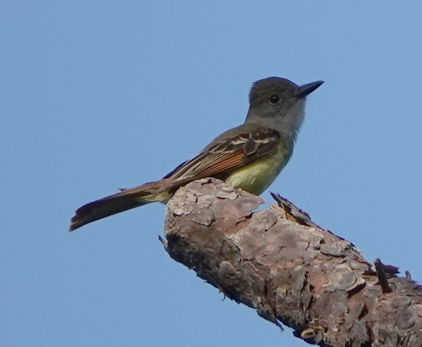 Great Crested Flycatcher - ML452824521