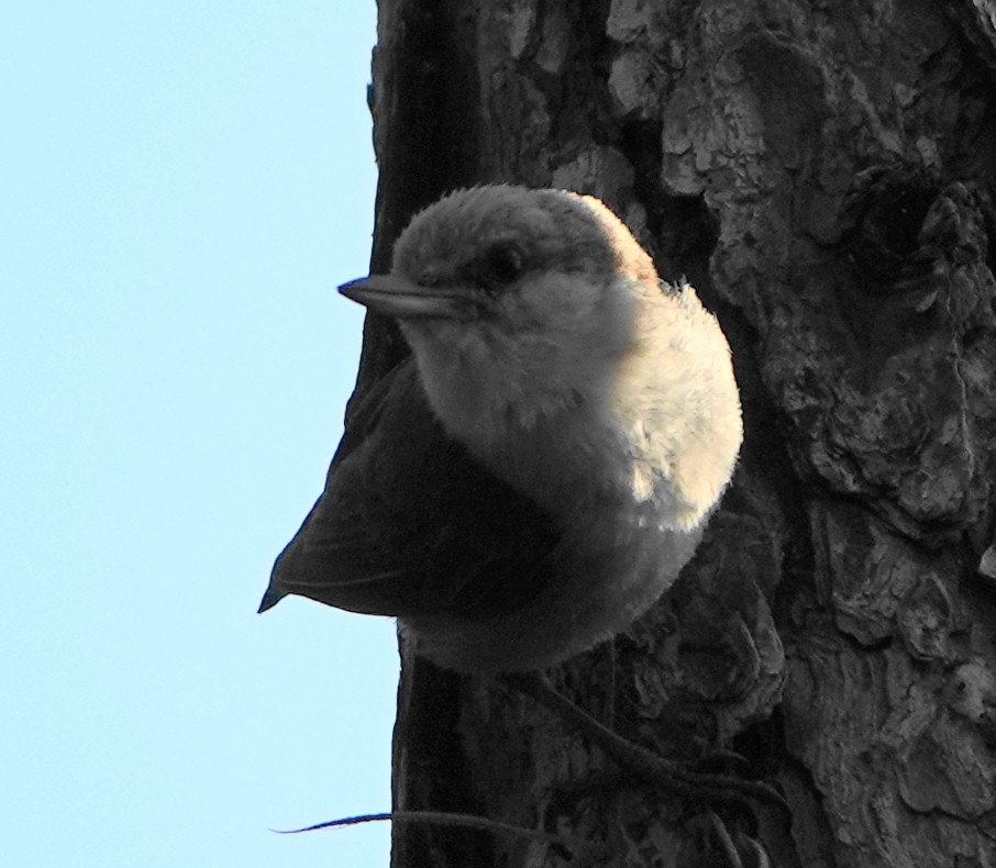 Brown-headed Nuthatch - ML452824681