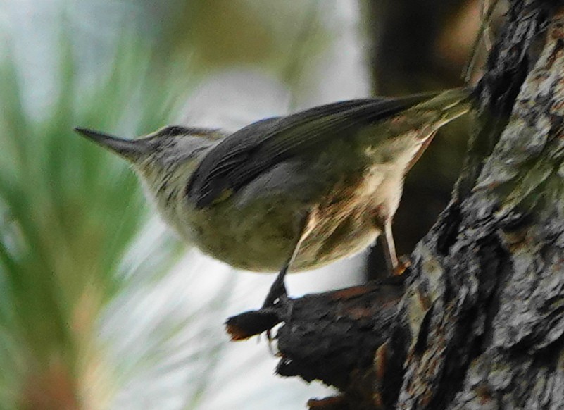 Brown-headed Nuthatch - ML452824721