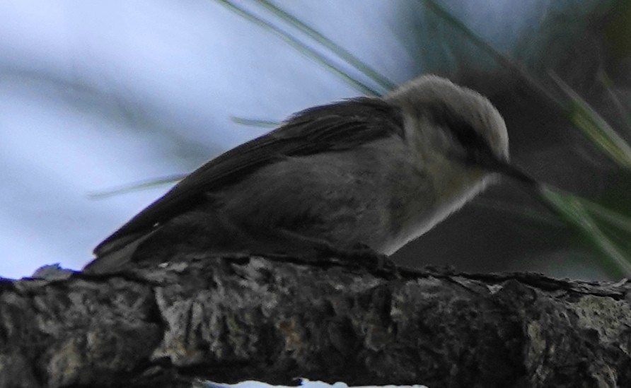 Brown-headed Nuthatch - ML452824741