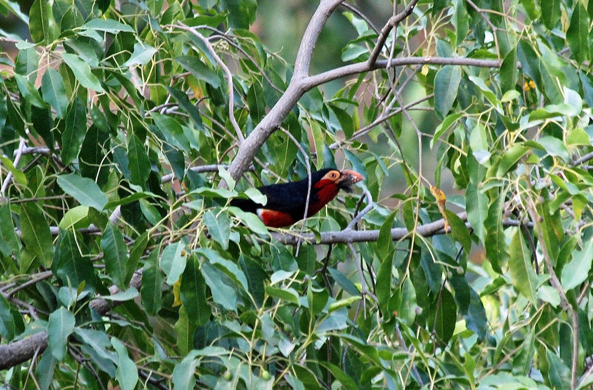 Bearded Barbet - ML45282481