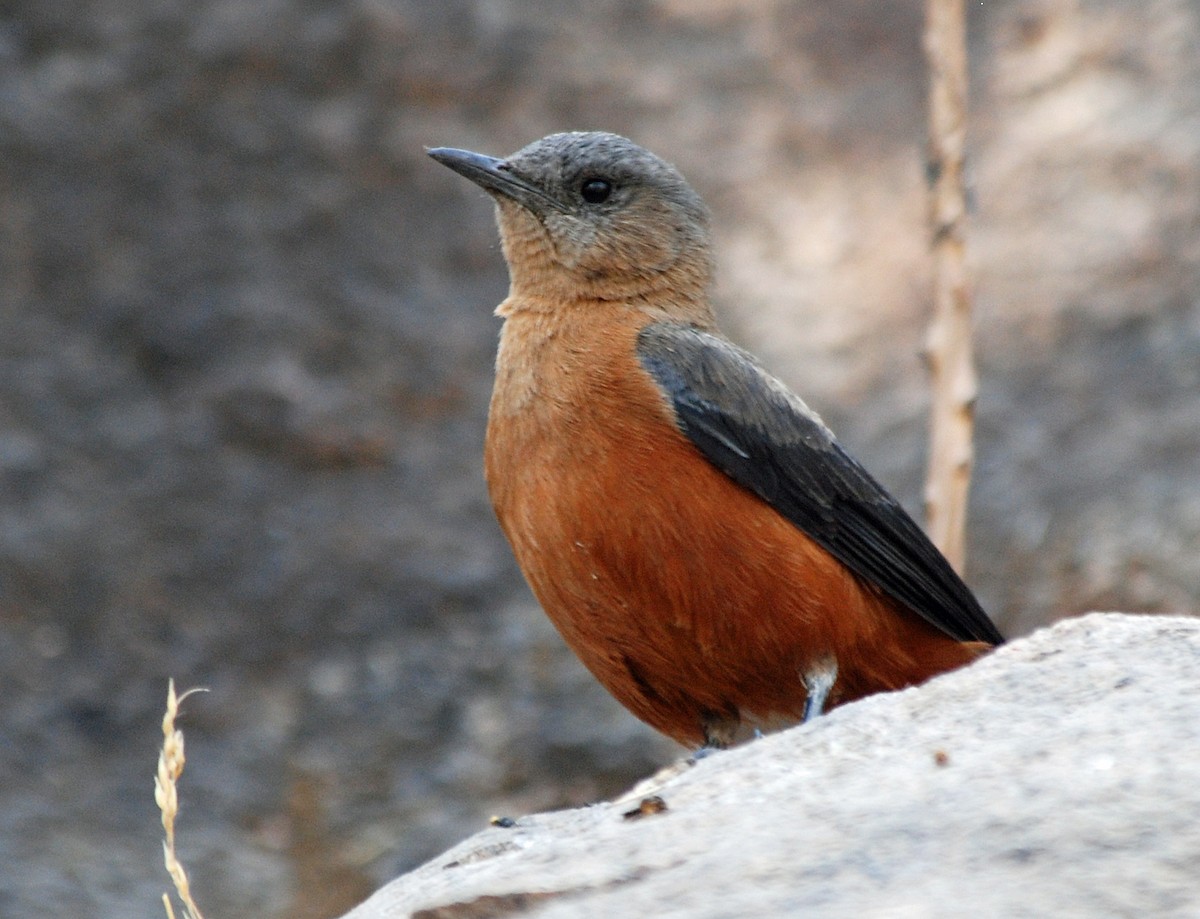 Mocking Cliff-Chat - Nigel Voaden