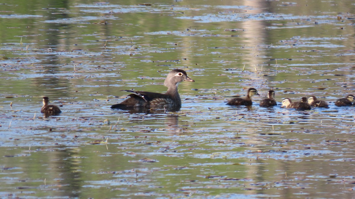 Wood Duck - ML452826251