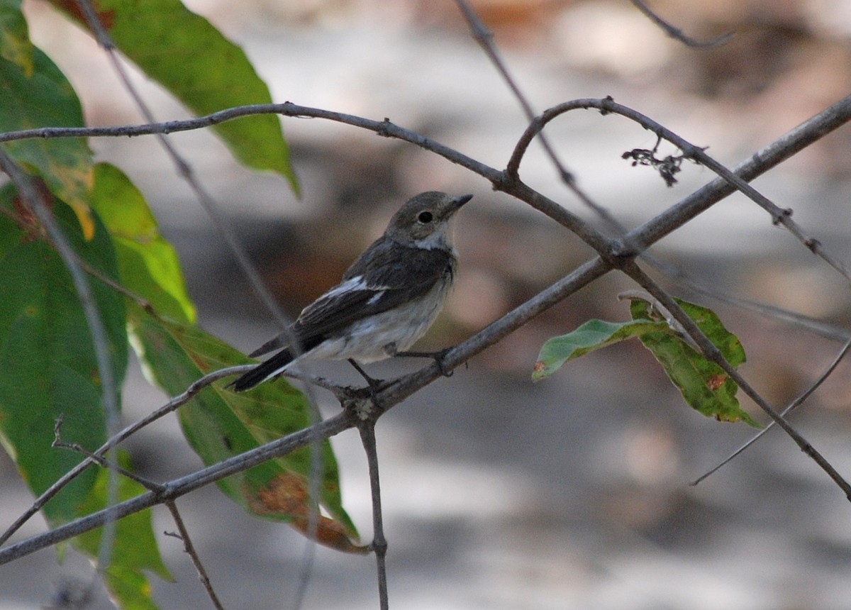 Collared Flycatcher - ML45282631