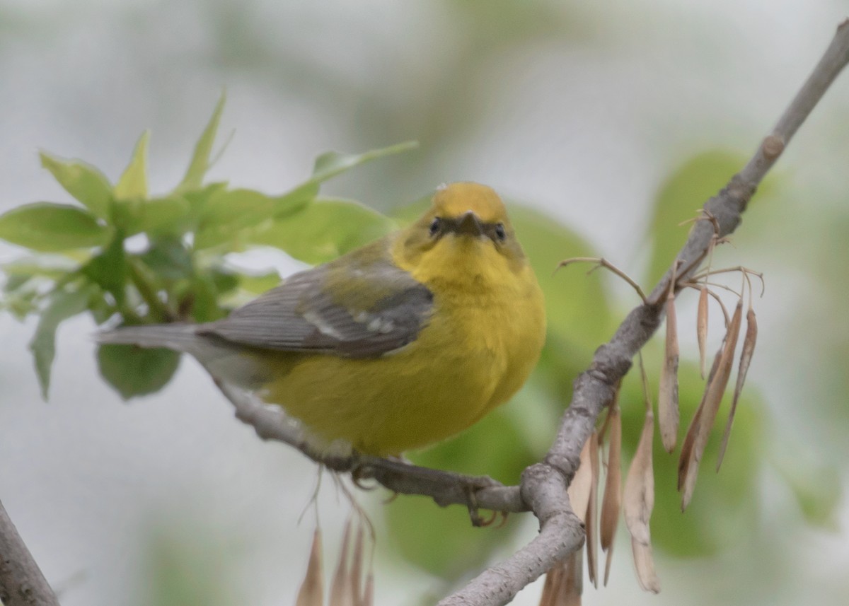 Blue-winged Warbler - ML452826561