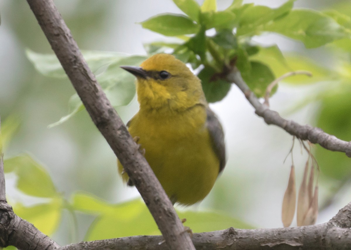 Blue-winged Warbler - ML452826571