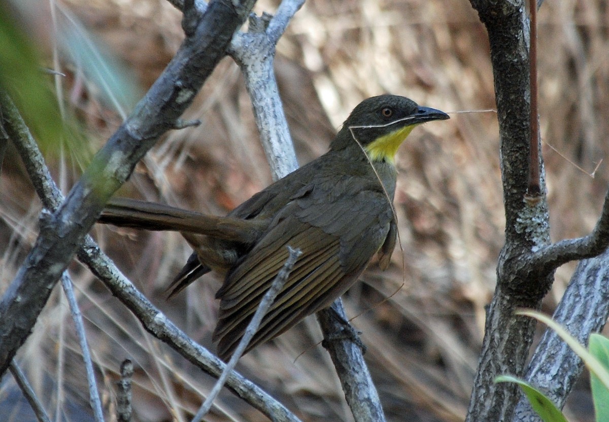 Yellow-throated Greenbul - ML45282671