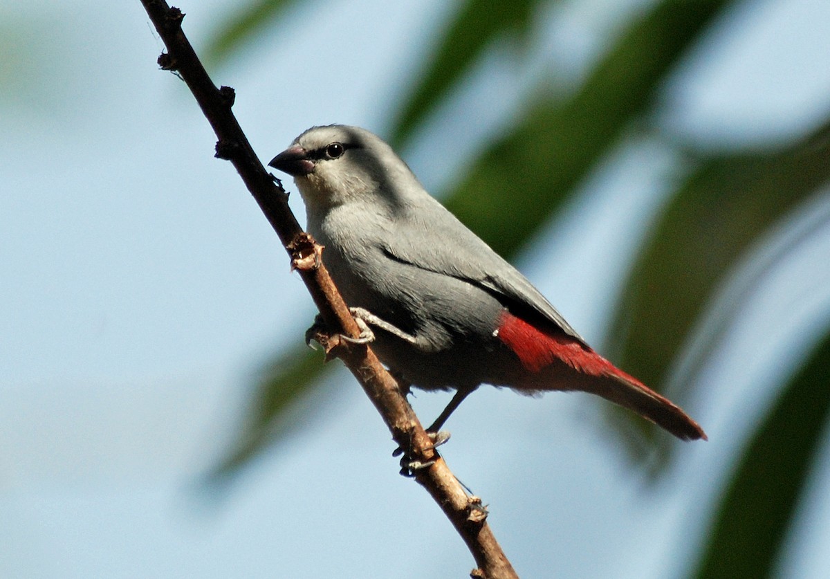 Lavender Waxbill - ML45282701