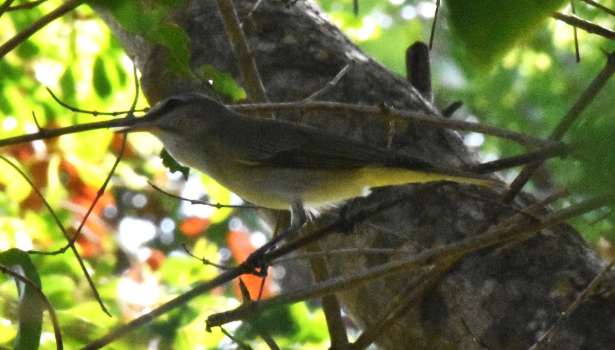 Black-whiskered Vireo - ML452827581