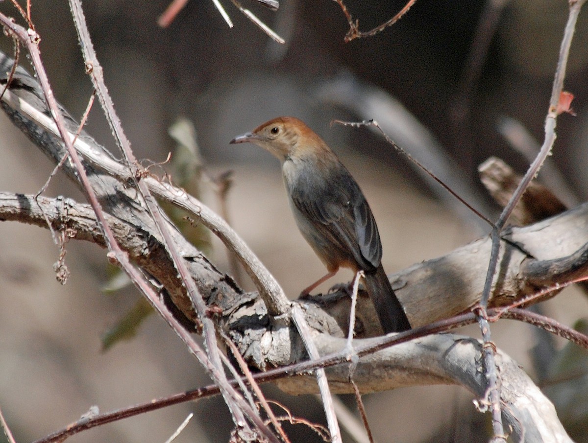 Rock-loving Cisticola (Rock-loving) - ML45282761