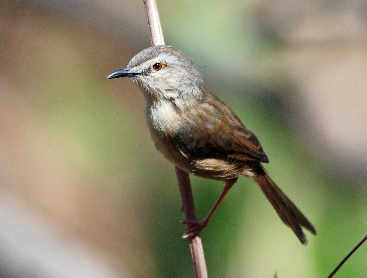 Prinia modeste - ML45282781