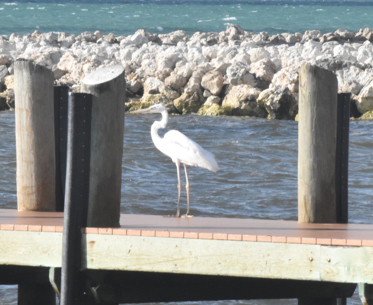 Great Blue Heron (Great White) - ML452827811