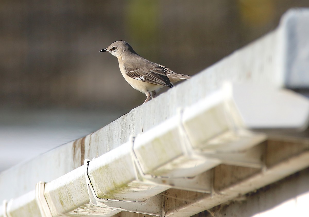 Northern Mockingbird - ML452828541