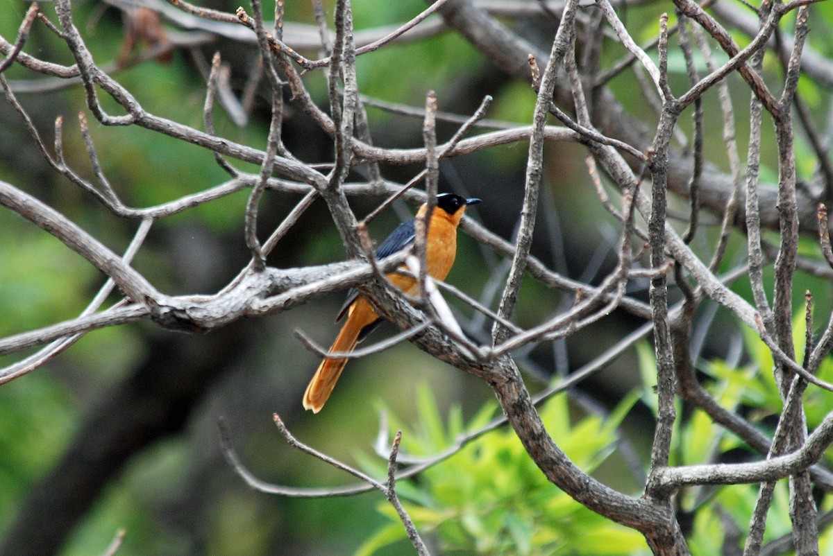 Snowy-crowned Robin-Chat - ML45282941