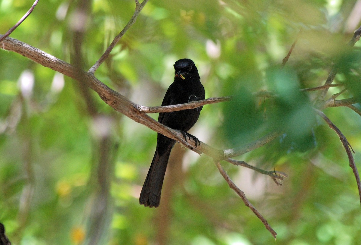 Northern Black-Flycatcher - ML45282971