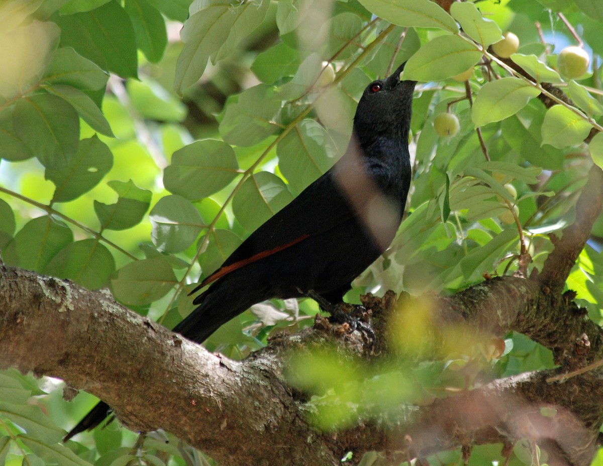 Neumann's Starling - Nigel Voaden