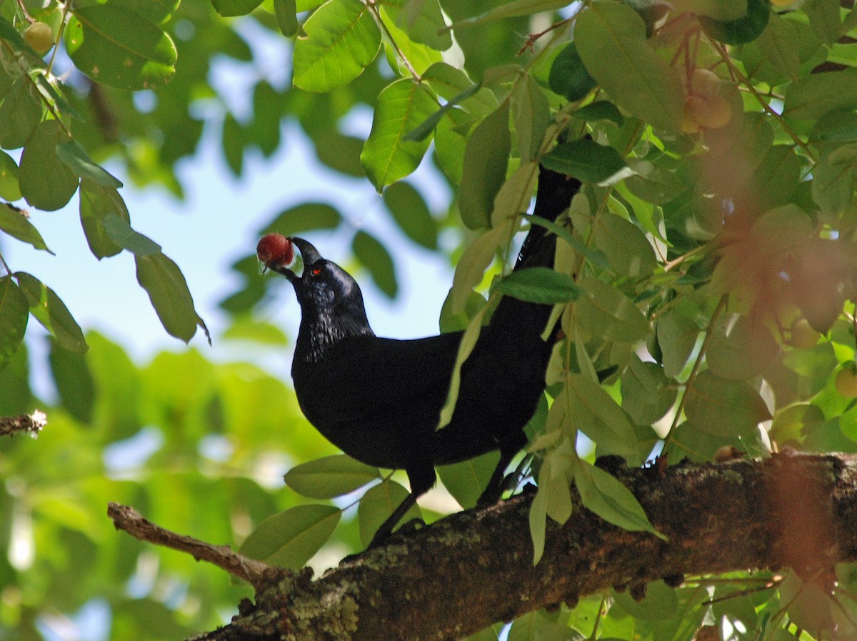 Neumann's Starling - ML45283011