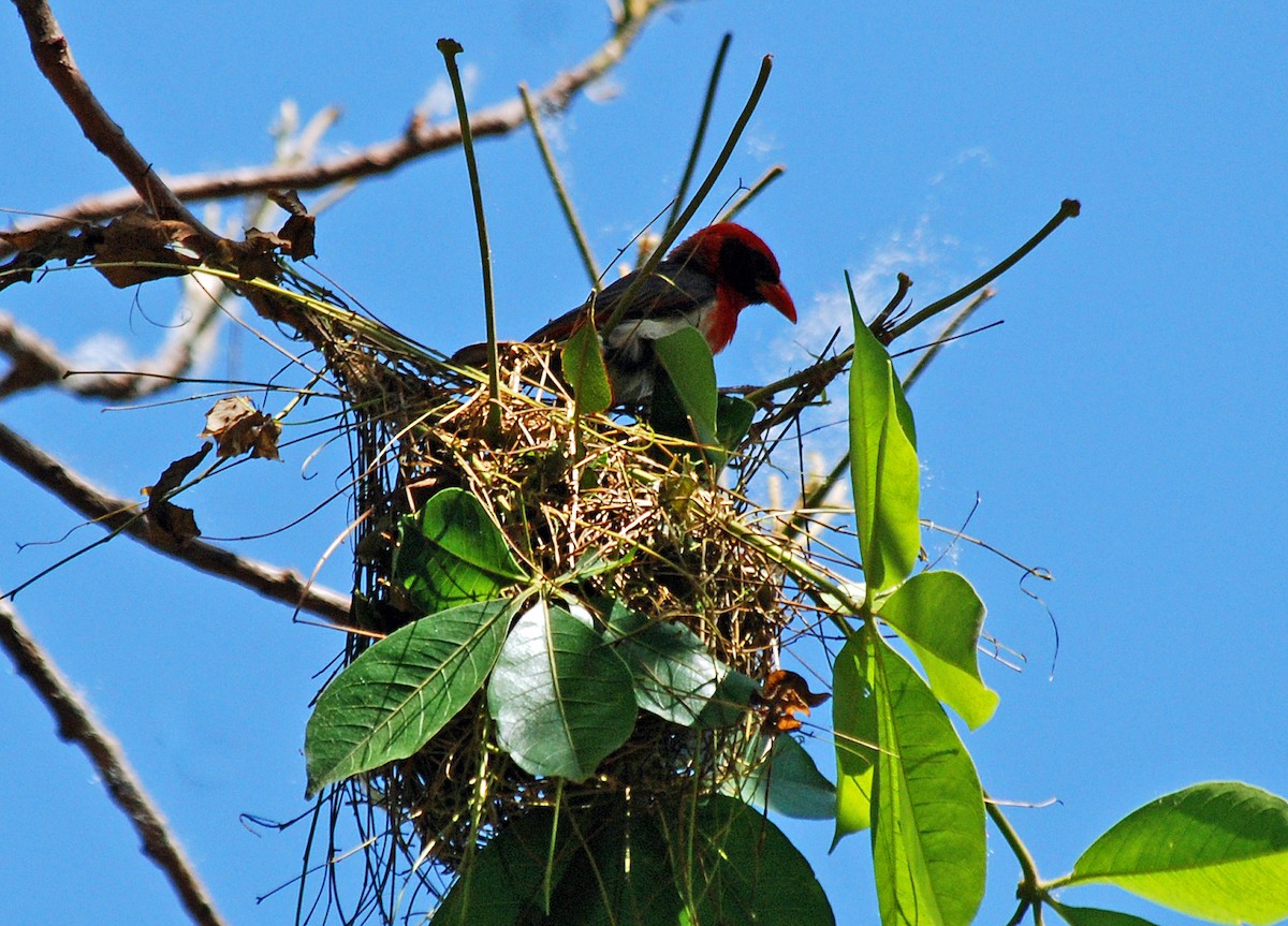 Red-headed Weaver - ML45283021