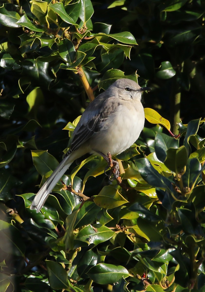 Northern Mockingbird - ML452830831