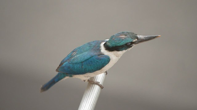 Collared Kingfisher - ML452830871