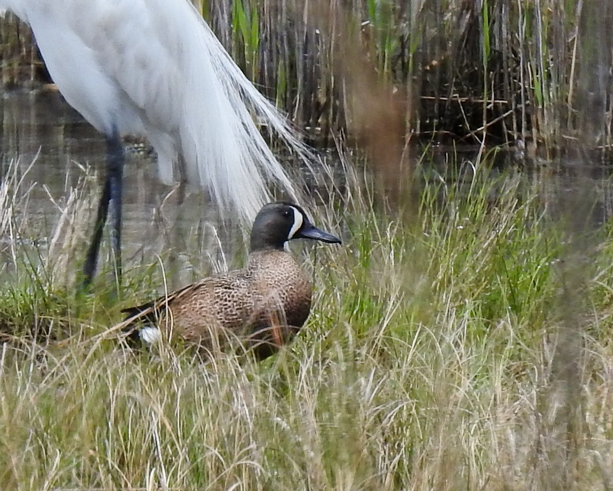 Blue-winged Teal - Betsy McCully