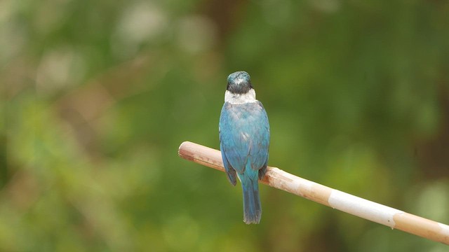 Collared Kingfisher - ML452831391