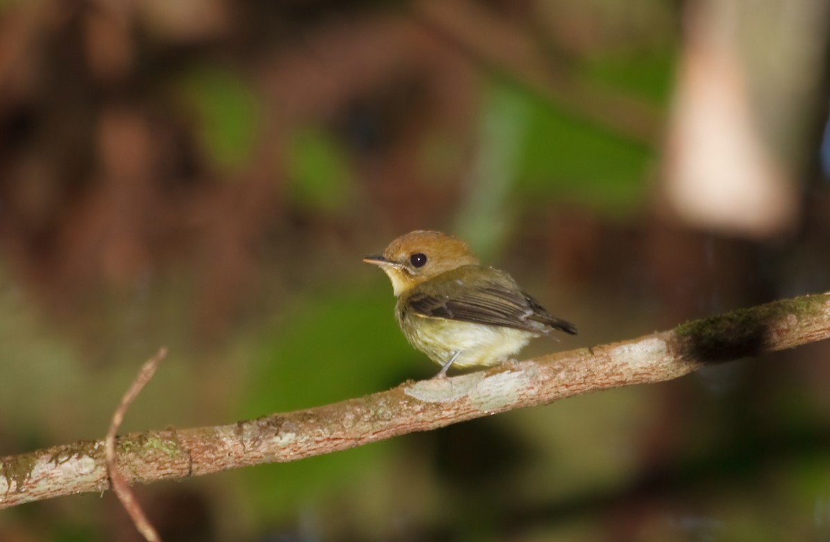 Yellow-throated Spadebill - ML45283161