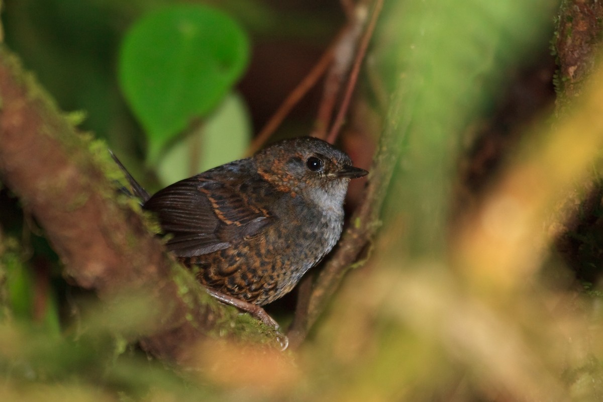 Magdalena Tapaculo (Yariguies) - ML45283171