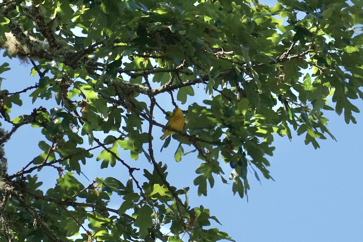 Yellow Warbler - ML452831951