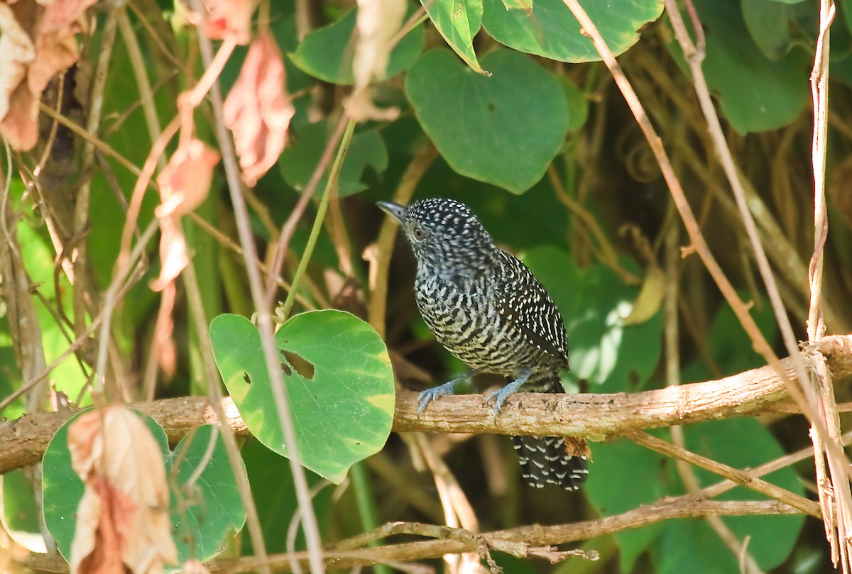 Bar-crested Antshrike - ML45283311