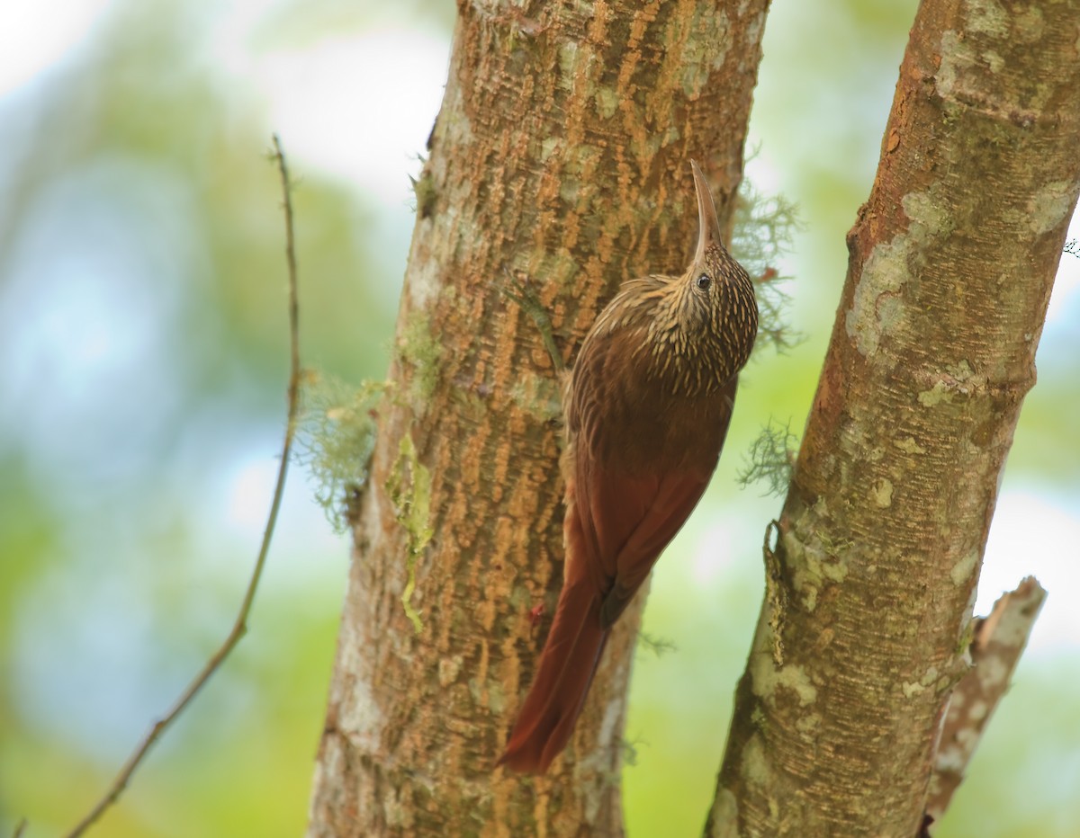 Montane Woodcreeper - ML45283371