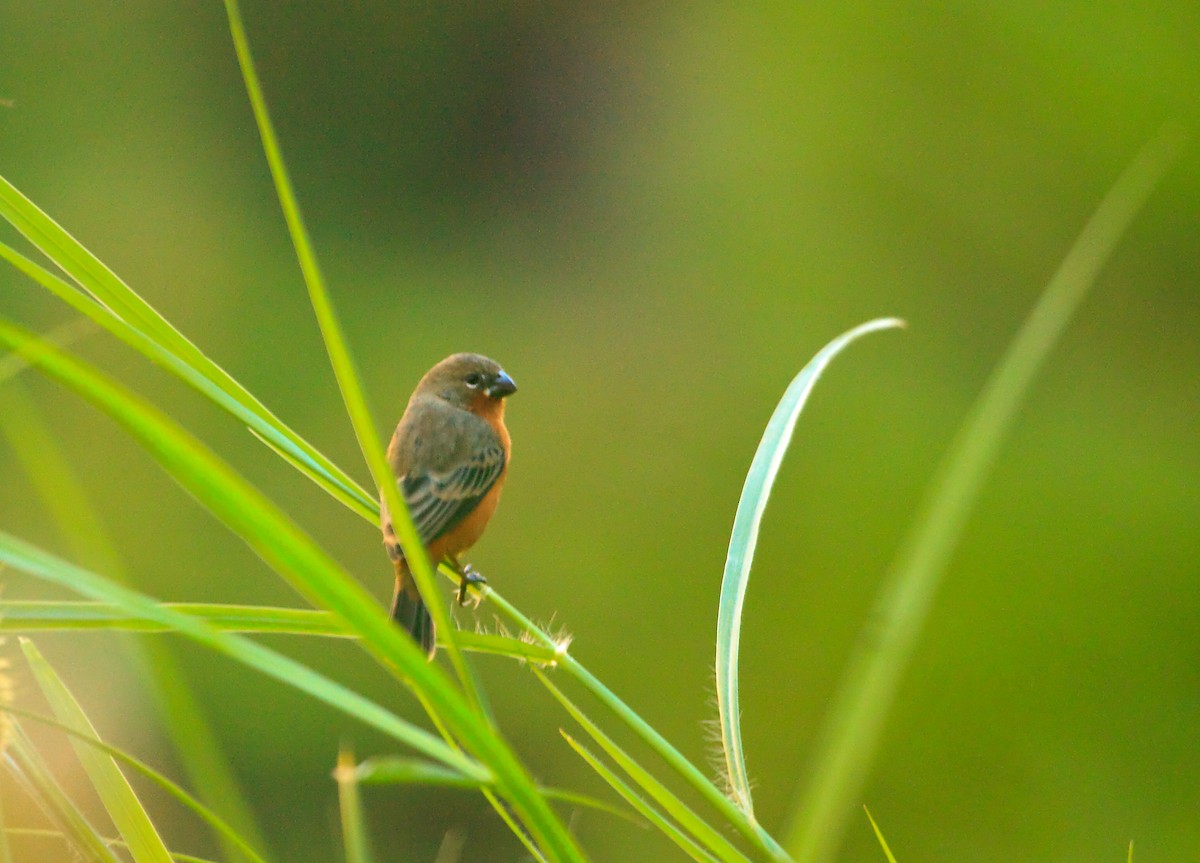 Ruddy-breasted Seedeater - ML45283401