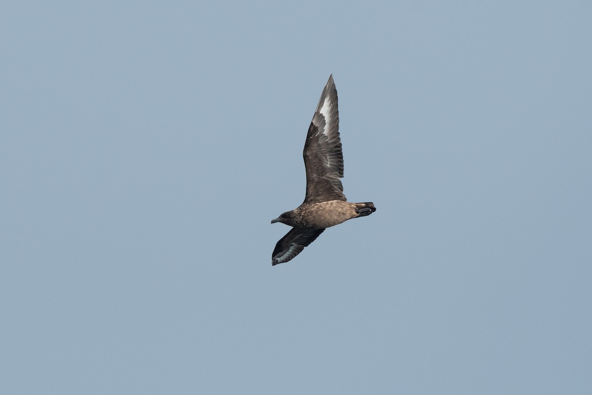 Great Skua - ML452836051