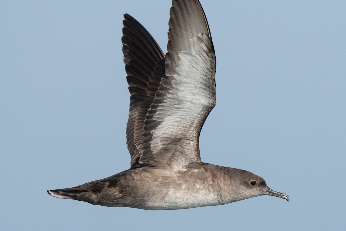 Balearic Shearwater - ML452836071