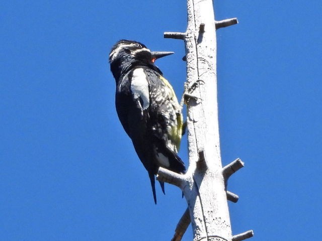 Williamson's Sapsucker - Ron Pozzi