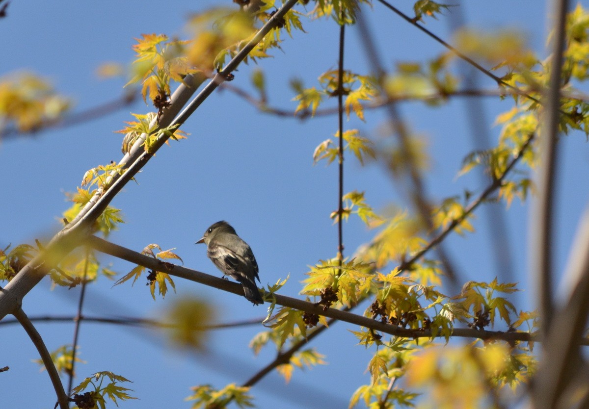 Eastern Wood-Pewee - ML452837951