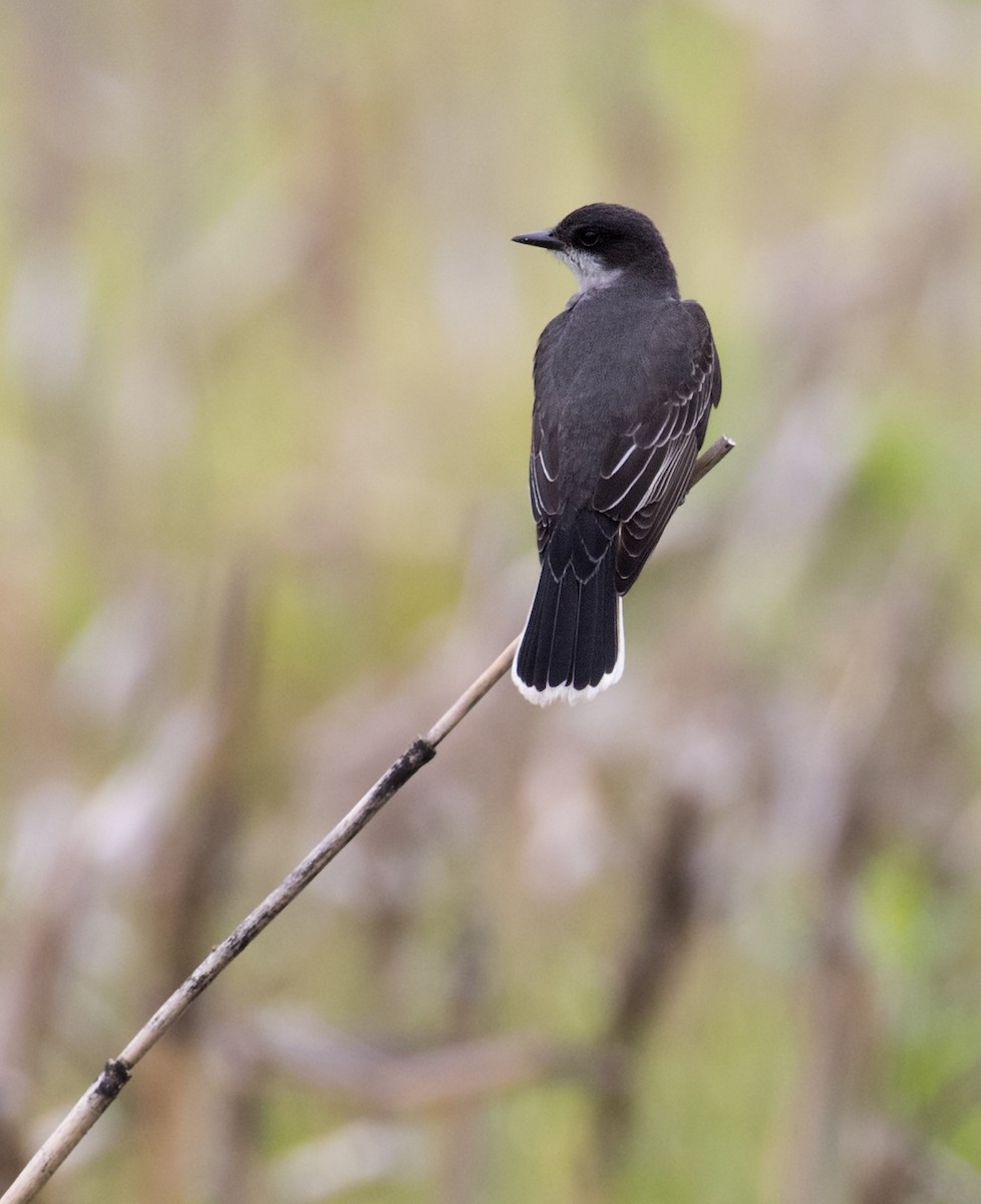 Eastern Kingbird - ML452838391