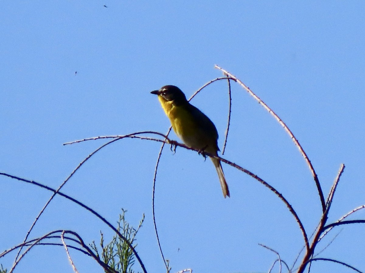 Yellow-breasted Chat - ML452838861