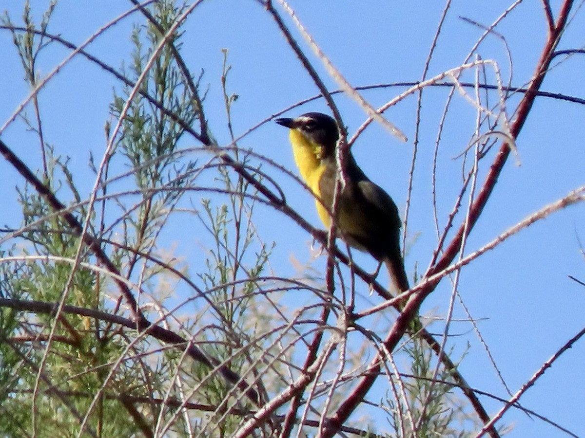 Yellow-breasted Chat - ML452838871