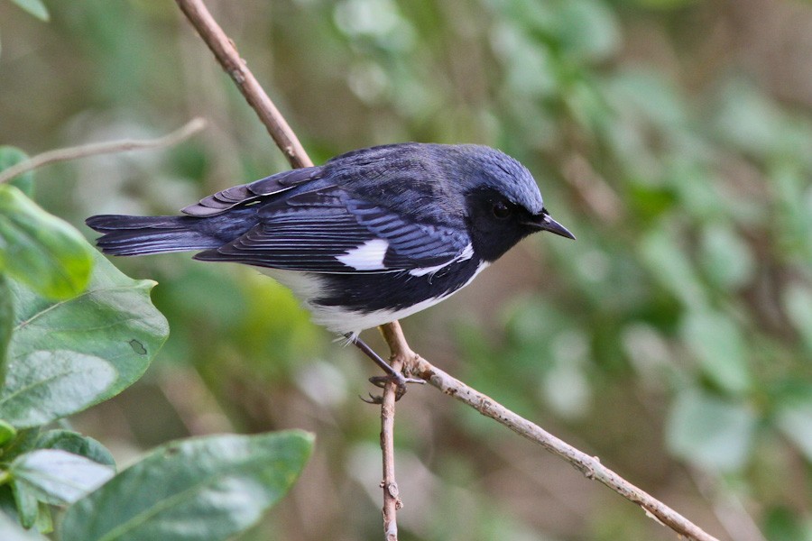 Black-throated Blue Warbler - Michael O'Brien