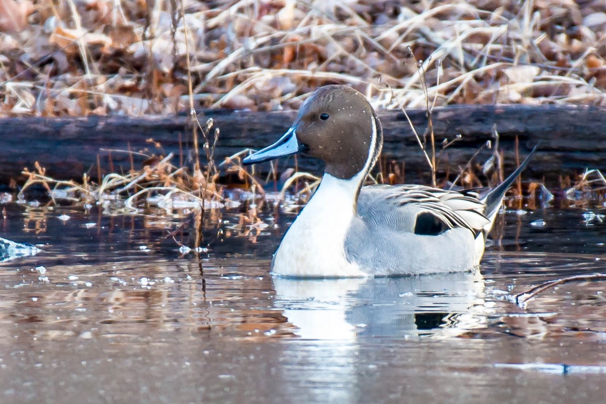 Northern Pintail - ML45283981