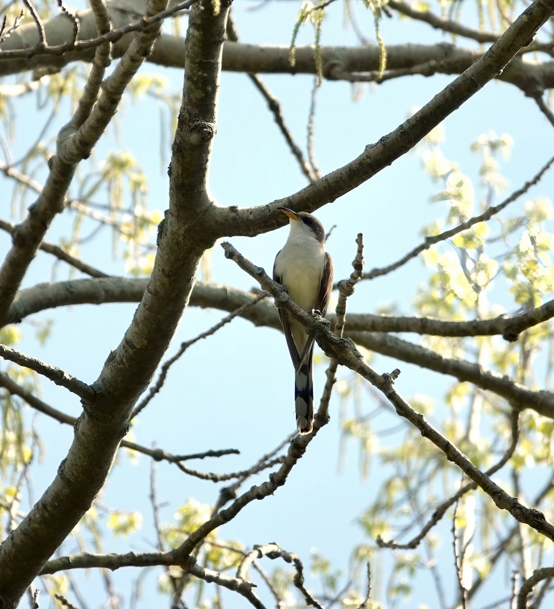 Yellow-billed Cuckoo - Andrew Bailey