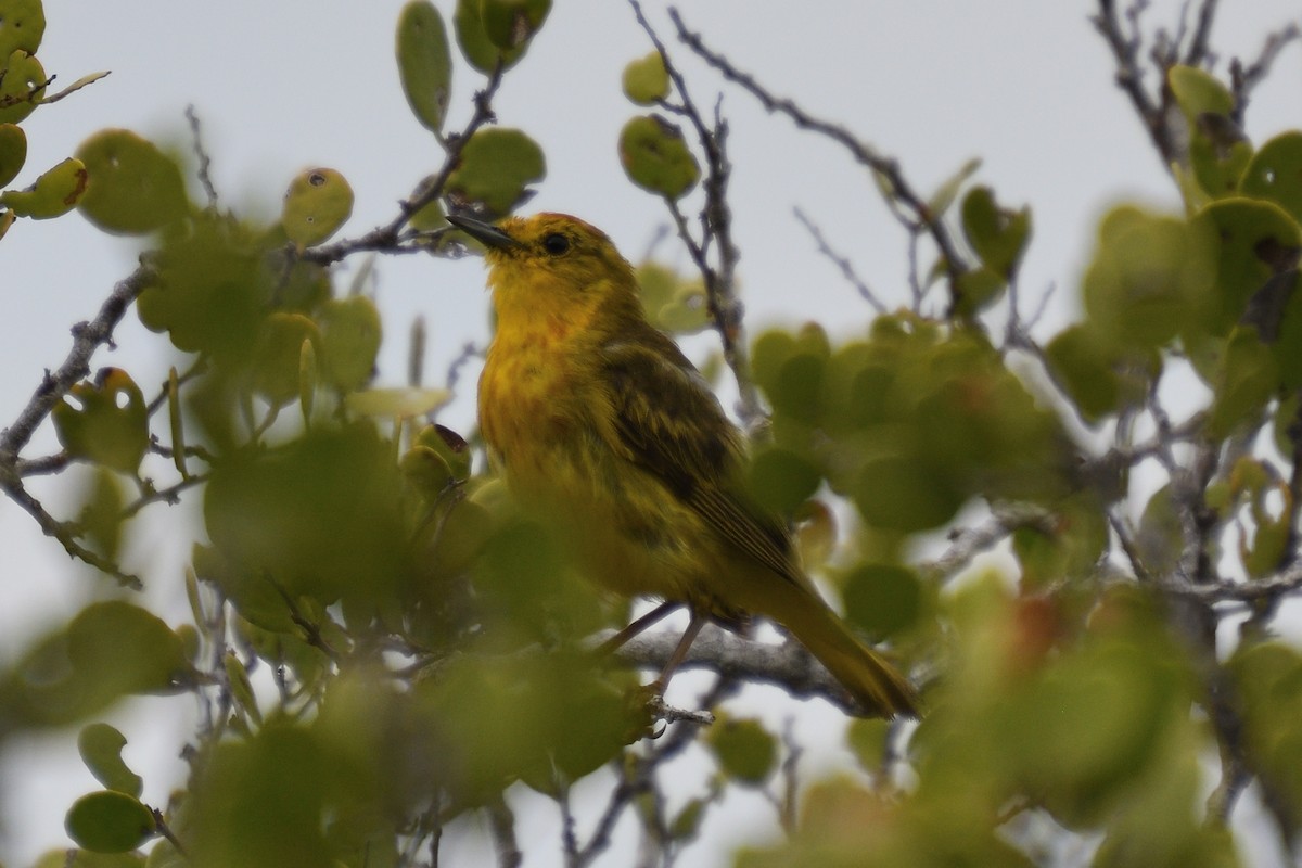 Mangrove Yellow Warbler (Galapagos) - ML452844051