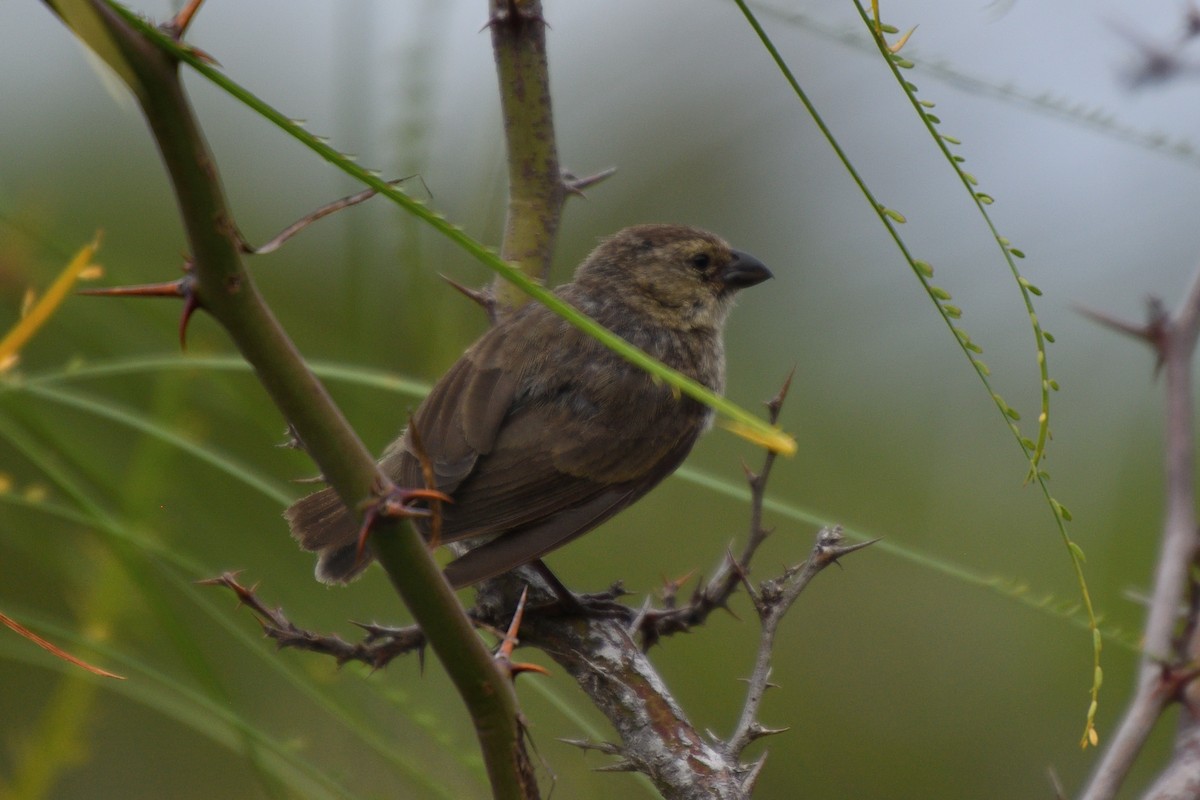 Small Tree-Finch - Hugh Whelan