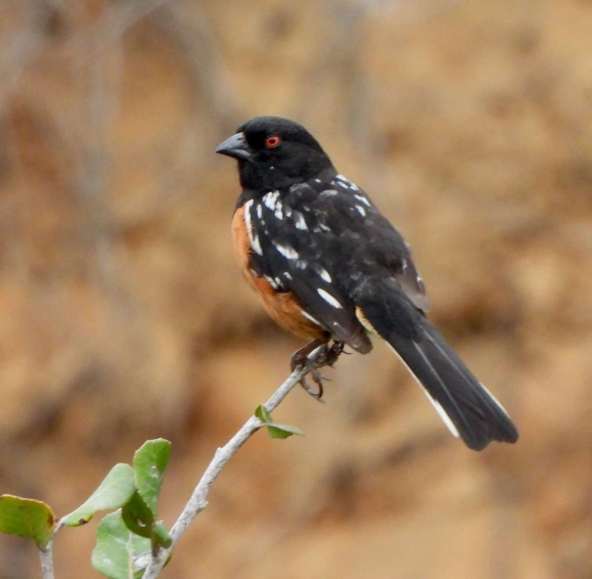 Spotted Towhee - ML452844621