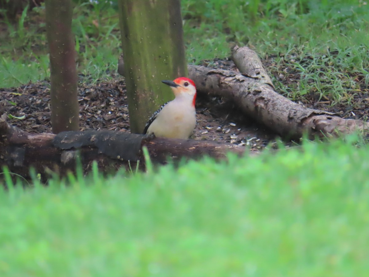 Red-bellied Woodpecker - ML452845181