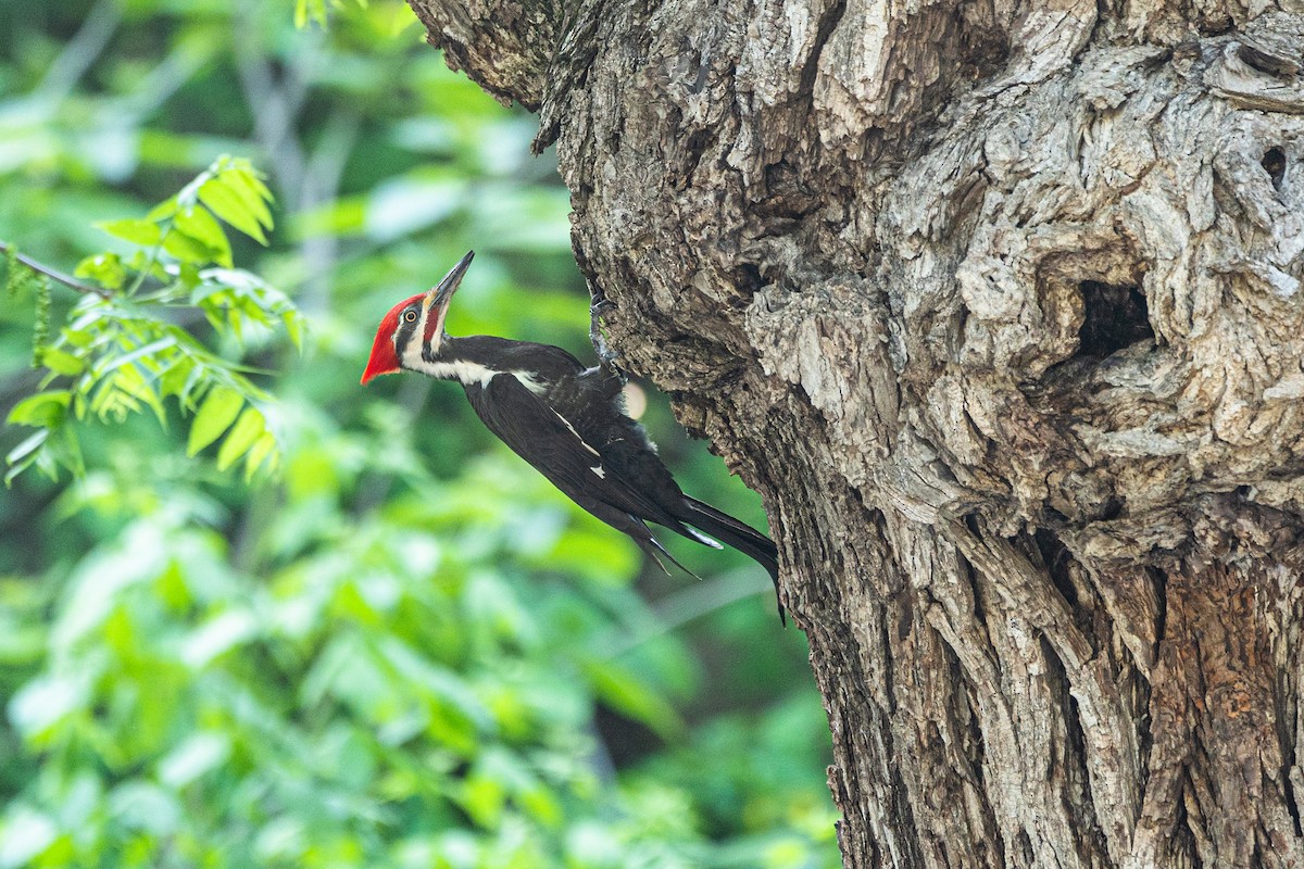 Pileated Woodpecker - ML452846751