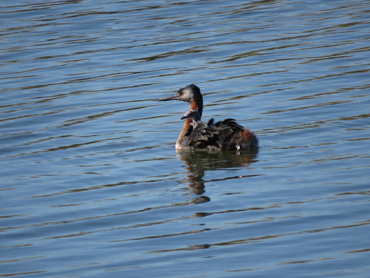 Great Grebe - ML452846861