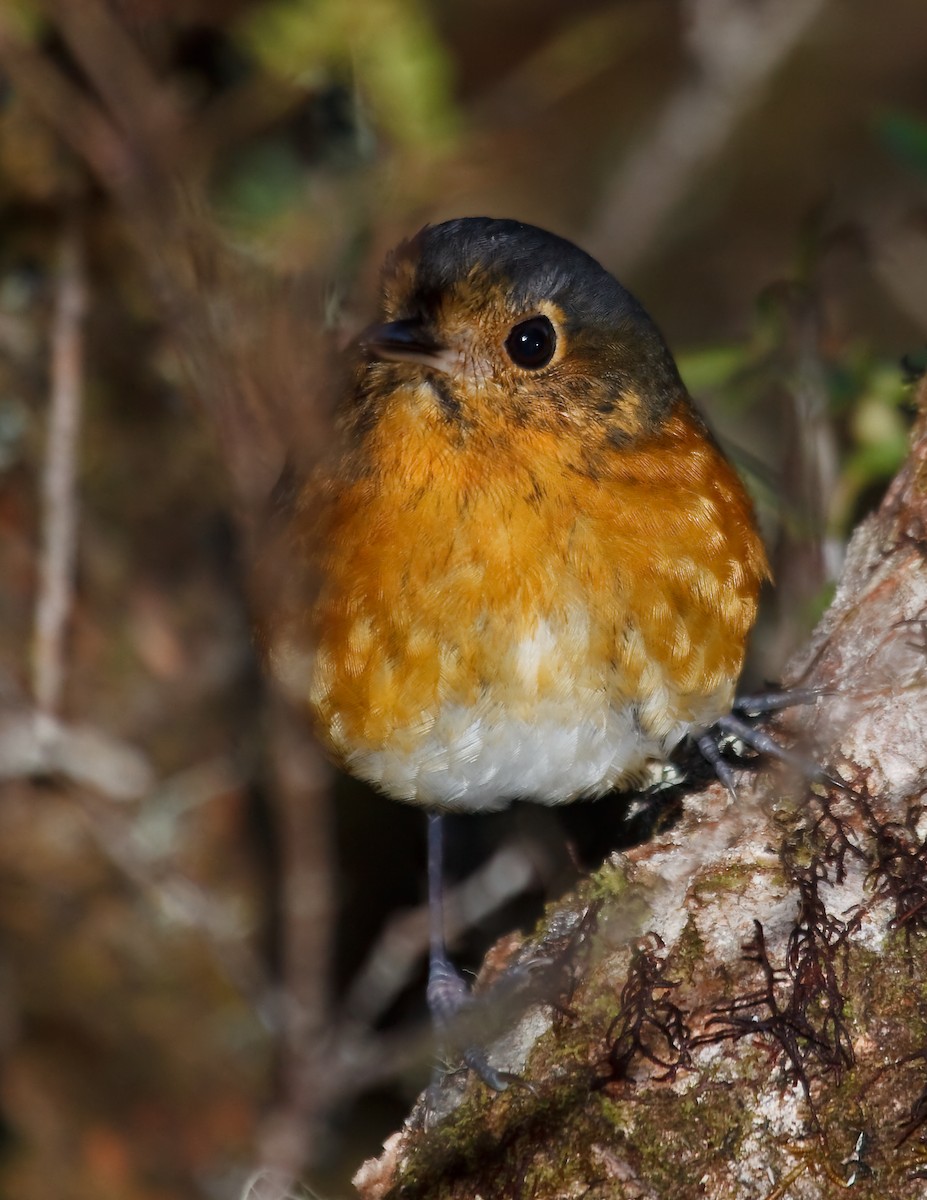 Slate-crowned Antpitta (Slate-crowned) - ML45284721